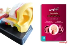 پرده گوش: آناتومی دقیق و محل قرارگیری در گوش